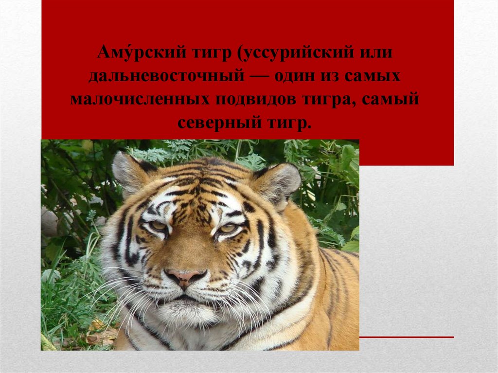 Тигр животное занесенное в красную книгу. Тигр красная книга. Уссурийский тигр красная книга. Амурский тигр. Тигр занесен в красную книгу.