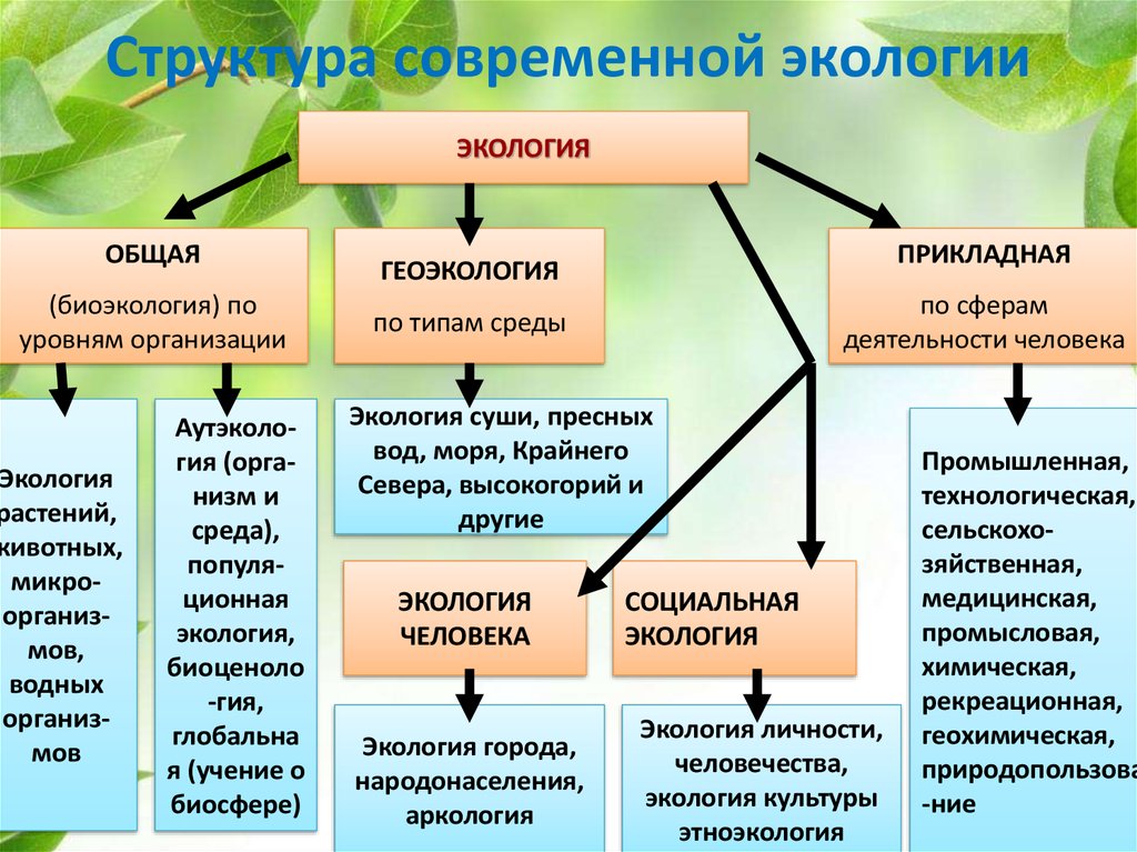 Основные экологические изменения. Структура современной экологии. Структура современной экологии схема. Структура современной экологии таблица. Структура науки экологии.