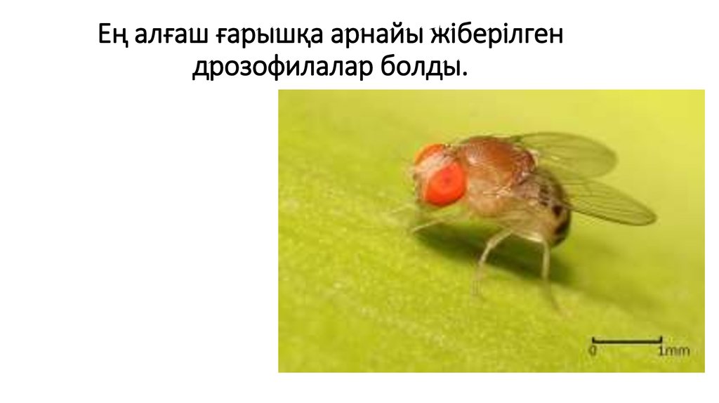 Ең алғаш ғарышқа арнайы жіберілген дрозофилалар болды.