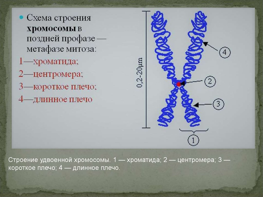 Хроматид в ядре. Схема строения хромосомы. Схема тонкого строения хромосомы. Схема строения хромосомы в поздней профазе метафазе митоза. Строение клетки хромосомы.