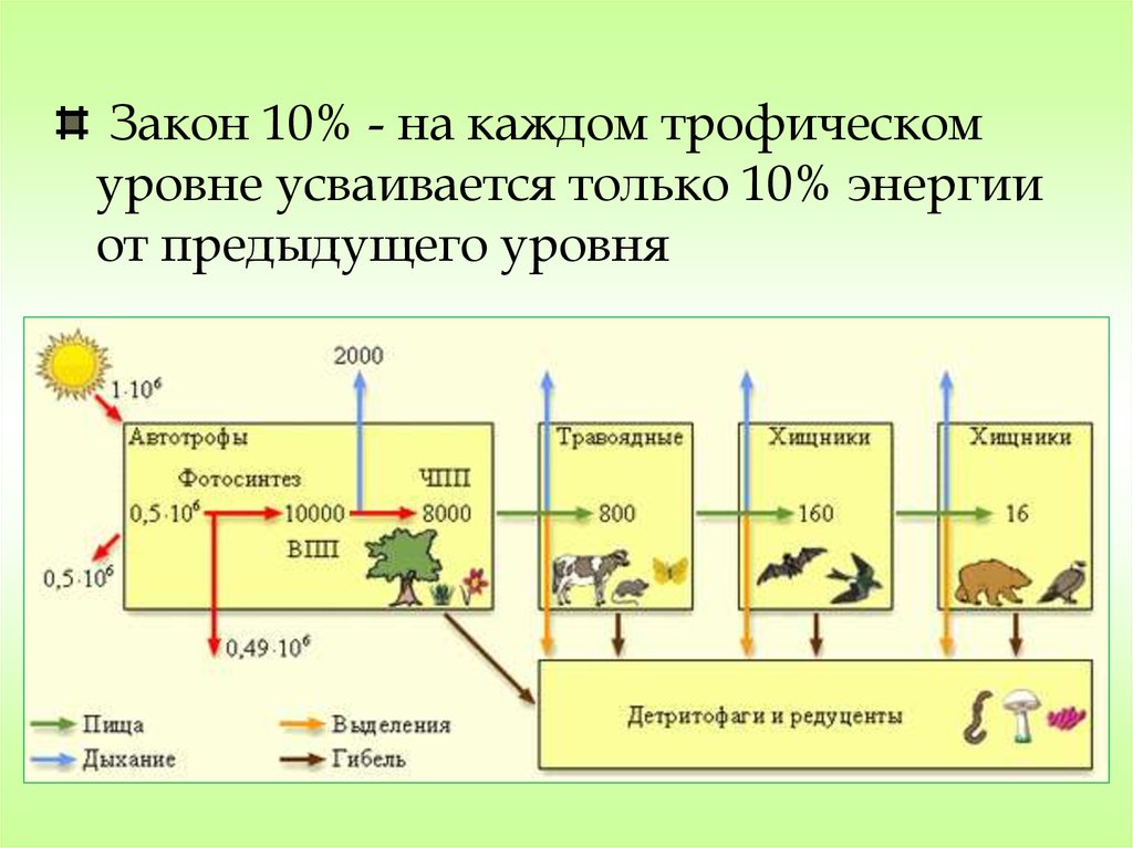 Схема трофического уровня