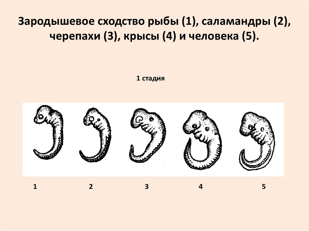 Эмбриональное развитие человека. Зародышевое сходство. Стадии эмбрионального развития позвоночных. Зародышевое сходство рыбы Саламандры.