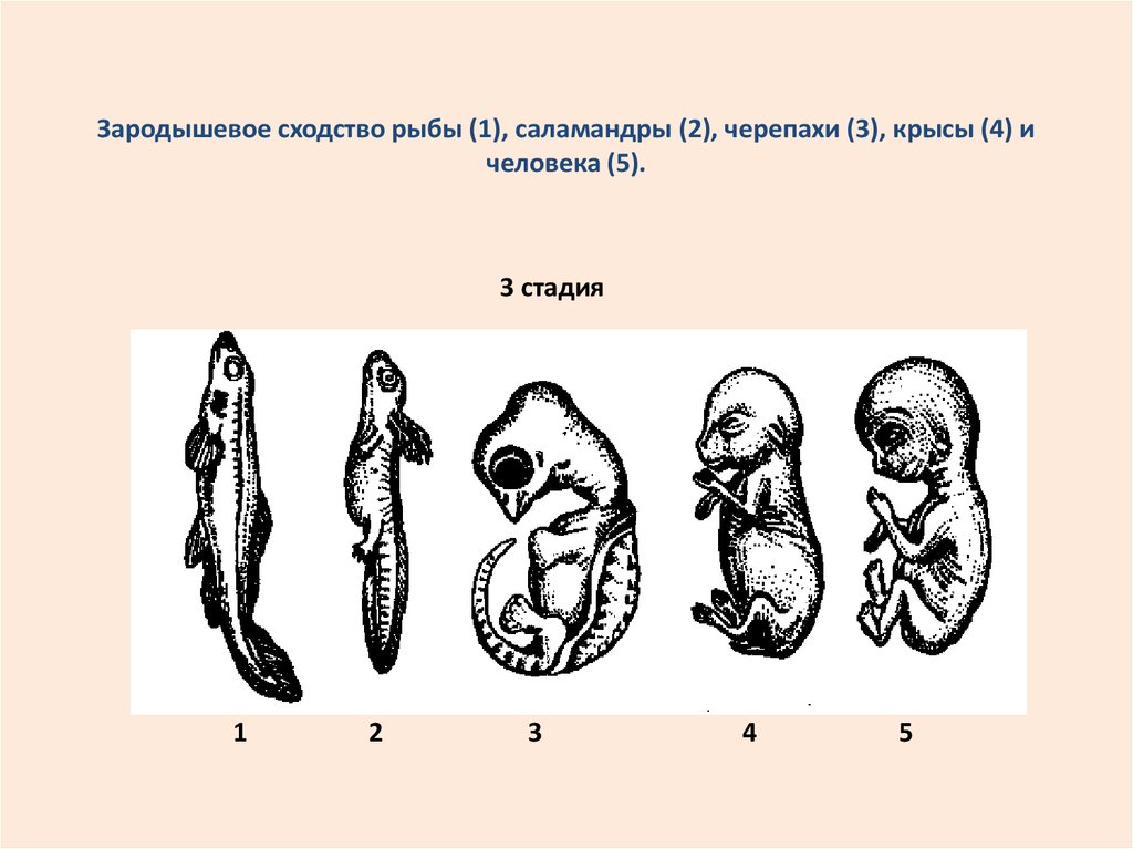 На рисунке изображены этапы развития земноводного назовите этапы под цифрой 1 и 6