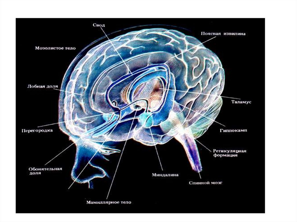 Лимбическая структура мозга. Лимбическая система мозга анатомия. Лимбическая система головного мозга рисунок. Гиппокамп лимбическая система. Компоненты лимбической системы.