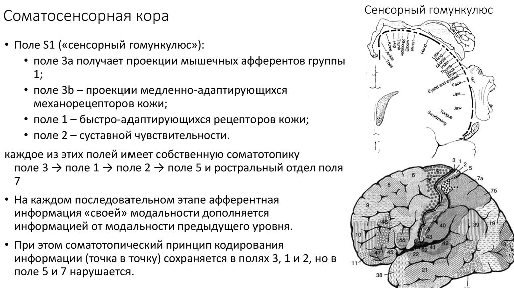 Первичные поля мозга