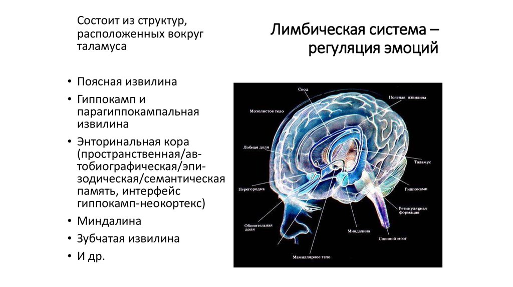 Лимбическая система схема