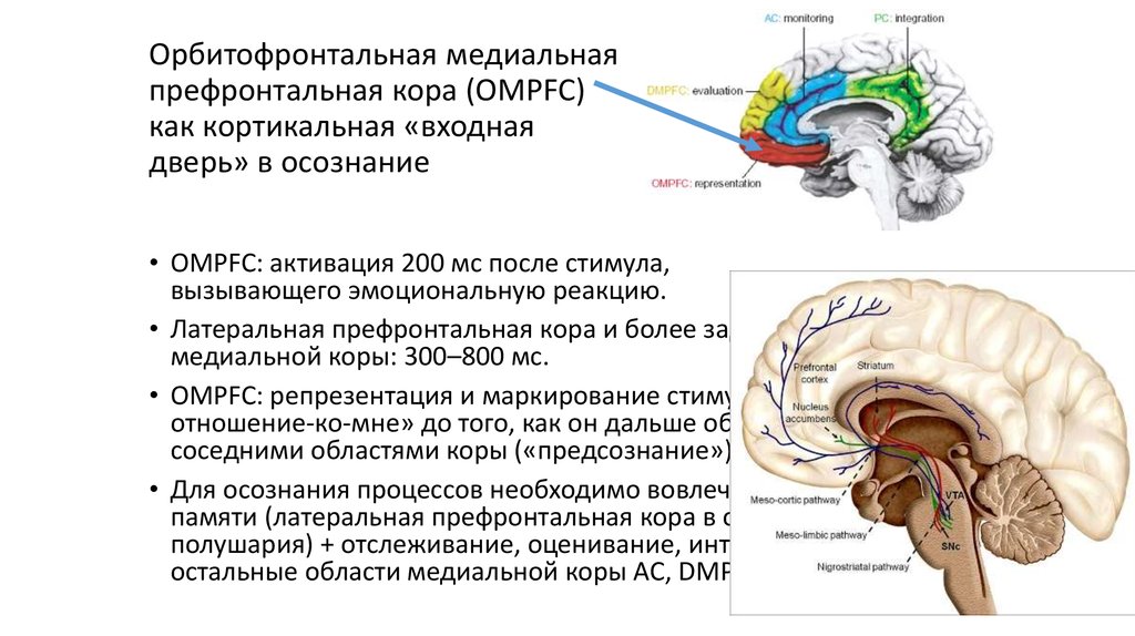Симптомы нарушения работы отдела головного мозга. Функции префронтальной коры головного мозга.