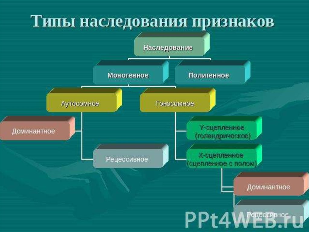 Понятие и виды наследования презентация