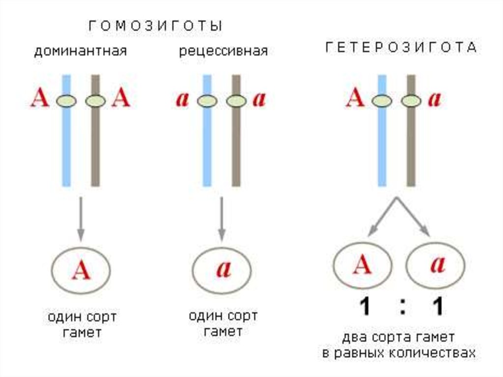 Группа крови аллельные гены. Аллельные гены это гетерозиготные. Гомозиготные гены пример. Гетерозиготный генотип как определить. Гомозигота и гетерозигота примеры.