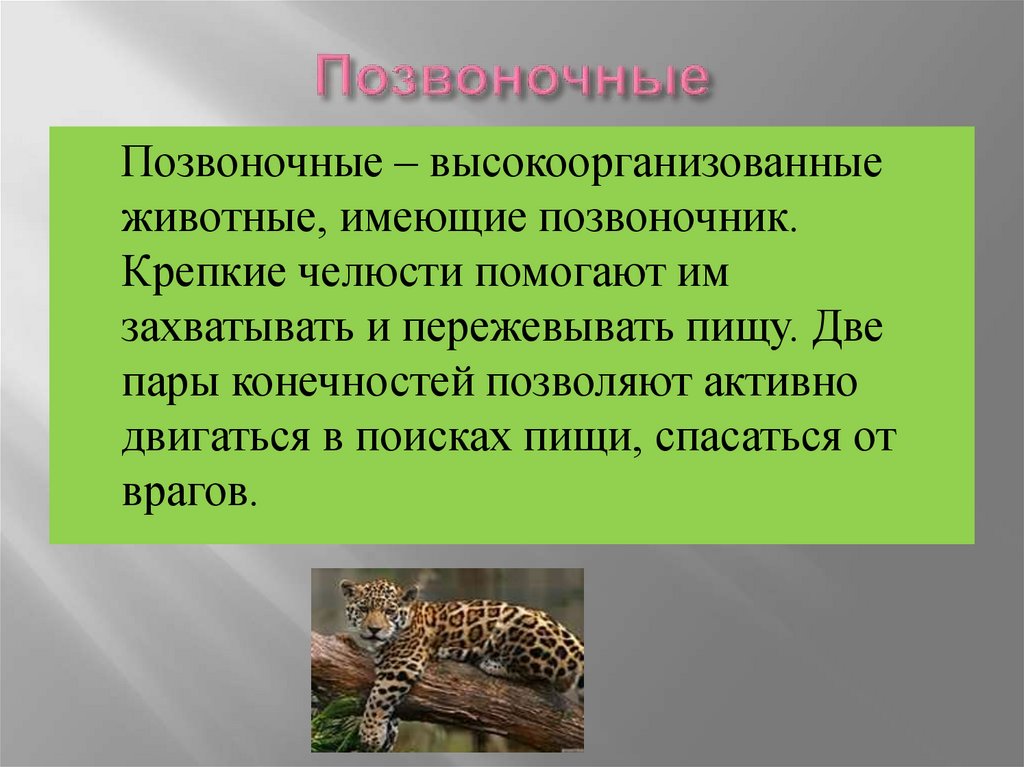 Презентация по теме биология 5 класс. Позвоночные животные. Позвоночные животные презентация. Позвоночные это в биологии. Позвоночные животные кратко.