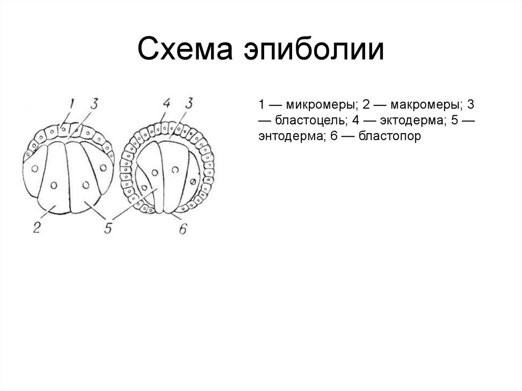 Трихоплакс для волос