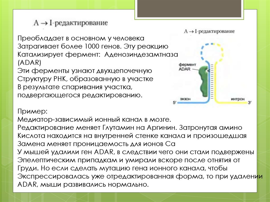 Редактирование рнк. Посттрансляционная регуляция активности Гена. Посттрансляционные механизмы регуляции экспрессии генов. Посттрансляционный этап экспрессии Гена.