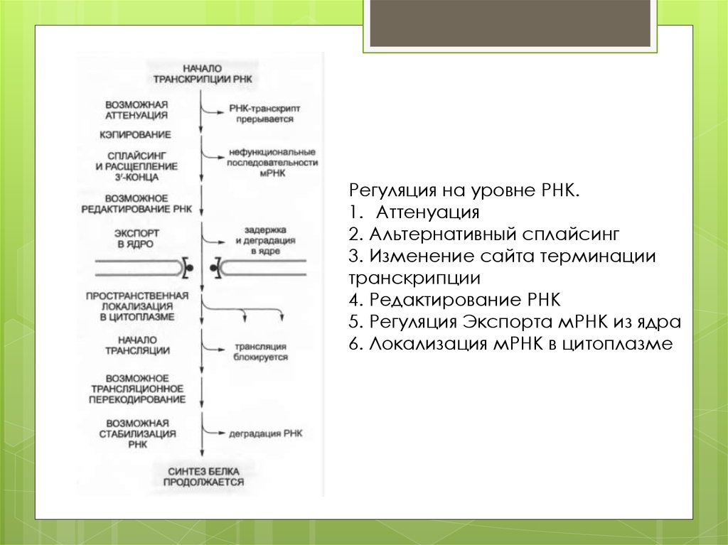 Редактирование рнк. Посттрансляционная регуляция экспрессии генов. Посттрансляционный уровень регуляции. Пост трансляционный уровень регуляции экспрессии генов.