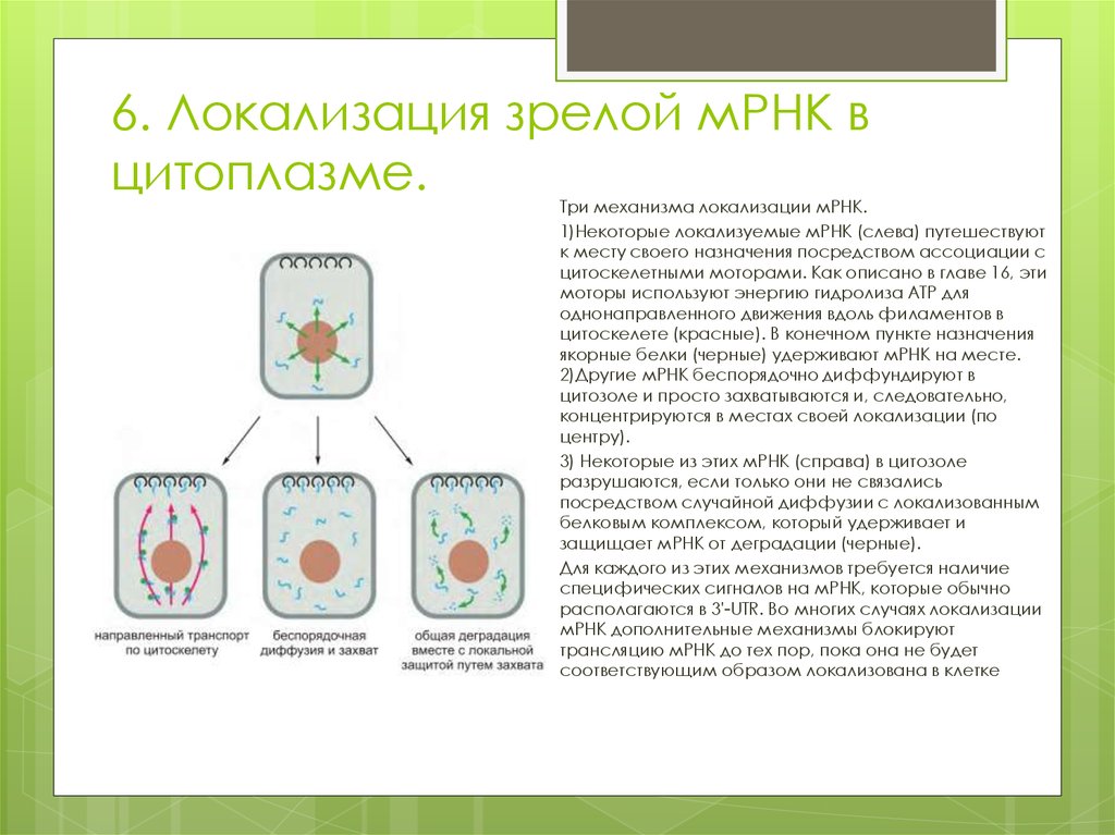 Цитоплазма рнк. Локализация МРНК. МРНК схема локализация. Матричная РНК локализация в клетке. Локализована преимущественно в цитоплазме.