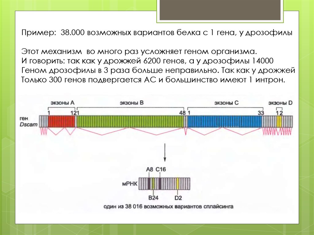 Гена белка. Блок Гена белками. Блок генов. Ген 300. Белки вариант 3.