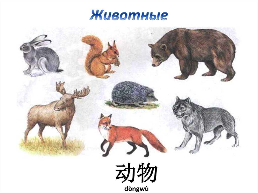 Статья диких животных. Дикие животные. Лесные животные. Картинки диких животных. Лесные звери.