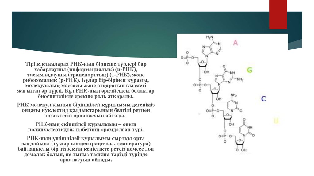 Ррнк образуется в результате