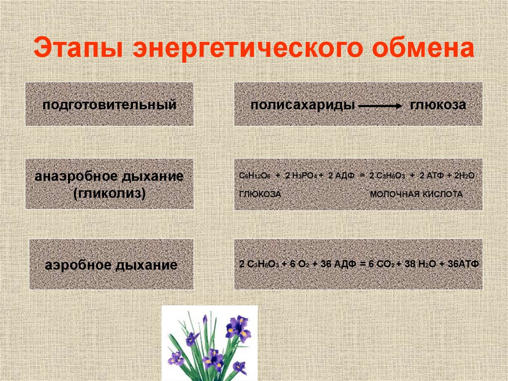 Продукты подготовительного этапа