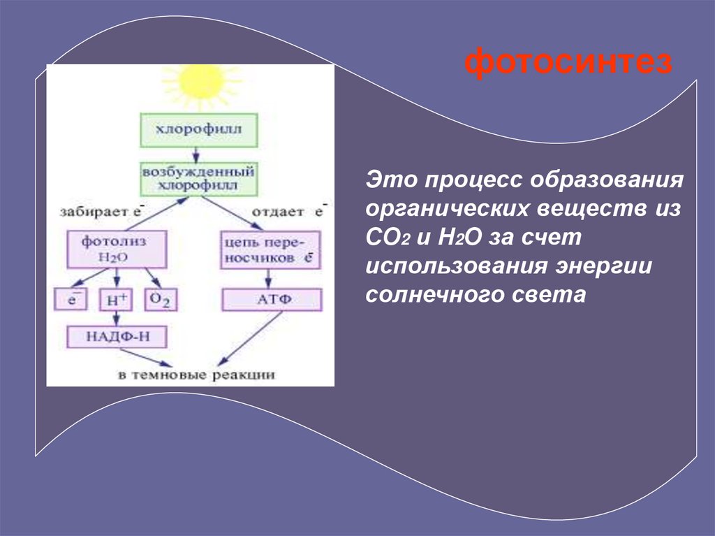 Хлорофилл в процессе фотосинтеза. Фотосинтез. Хлорофилл фотосинтез. Возбужденный хлорофилл. Процесс фотосинтеза.