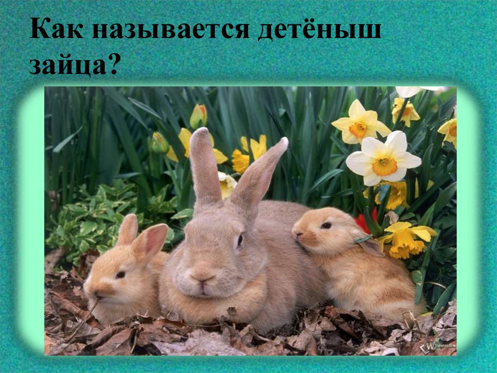 Весной рождаются самые. Заяц. Заяц с зайчонком. Животные весной. Детеныш зайца.