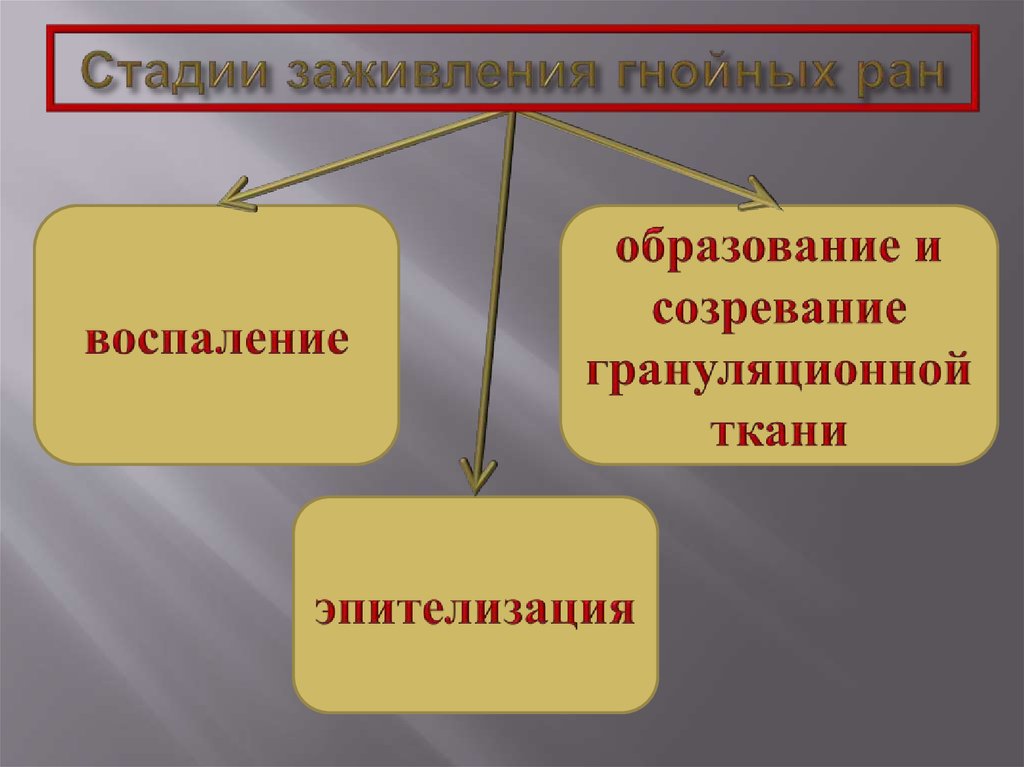 Стадии заживления гнойных ран