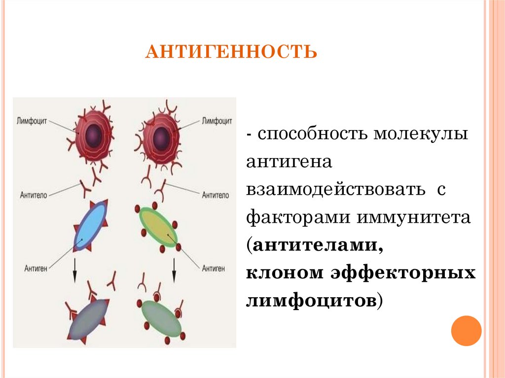 Основные группы антигенов. Химическая структура антигена. Строение антигена микробиология. Комплекс антиген антитело схема. Антиген элиминирующая функция антител.