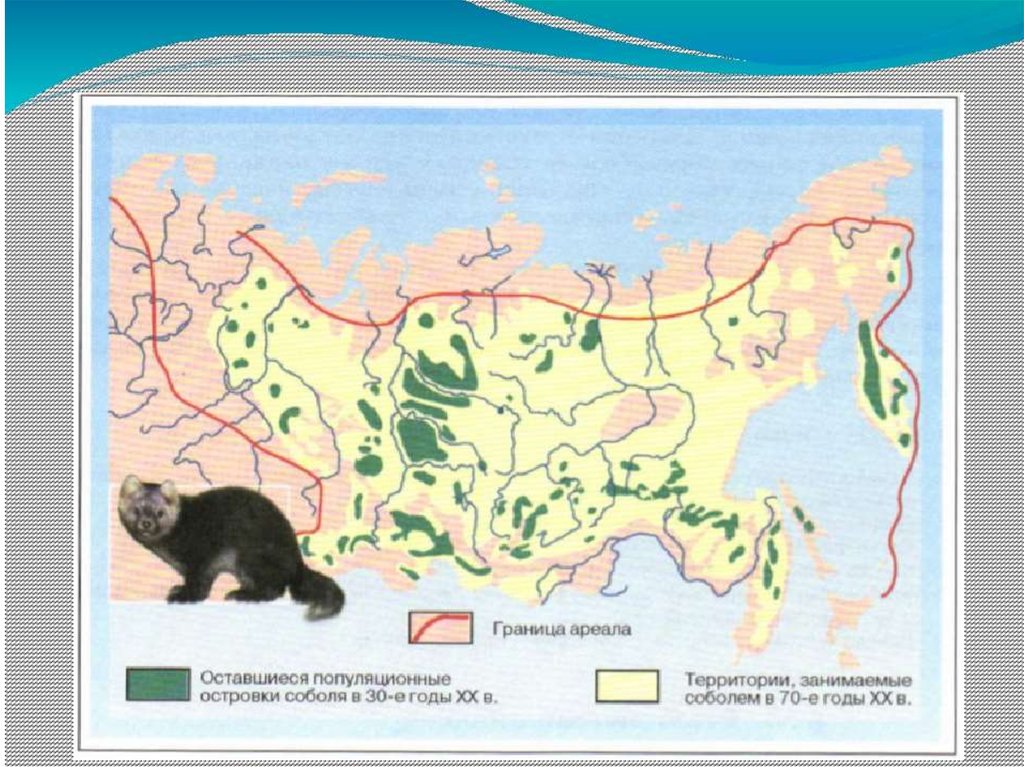 Карта ареалов животных. Ареал обитания соболя. Ареал обитания животных на карте. Соболь распространение.