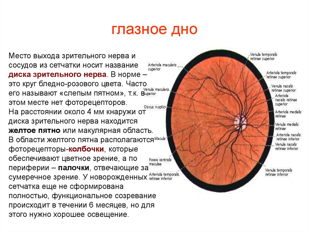 Норма глазного дна. Диск зрительного нерва сетчатки анатомия. Схема глазного дна норма. Строение глаза человека диск зрительного нерва. Описание глазного дна в норме.