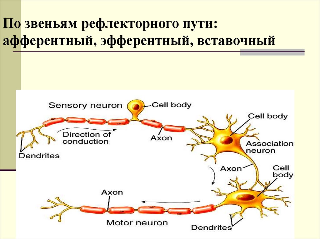 Какую функцию выполняют вставочные нейроны