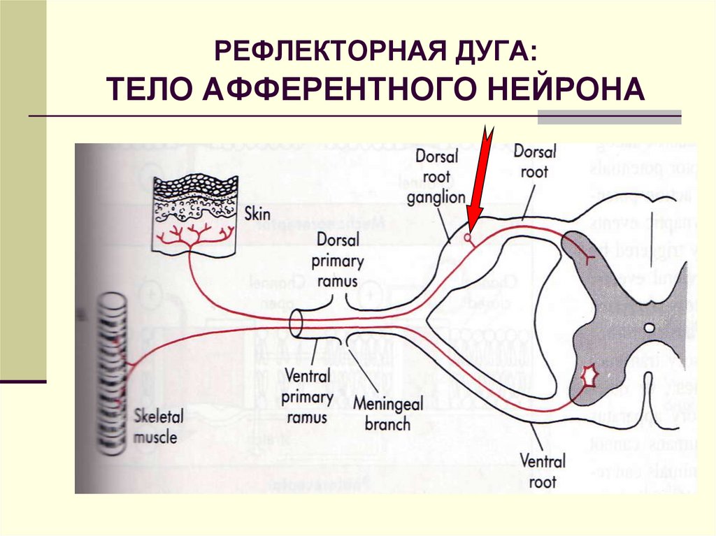 Интернейроны. Нейроны рефлекторной дуги. Афферентная рефлекторная дуга. Строение рефлекторной дуги.