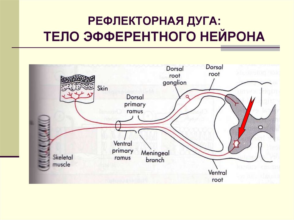 Какой буквой обозначен на рисунке двигательный нейрон