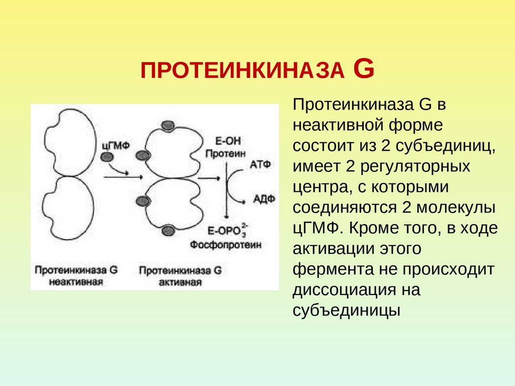 Протеинкиназа а. Строение протеинкиназы. Протеинкиназа а строение. Протеинкиназа с механизм активации. Активация протеинкиназы g.