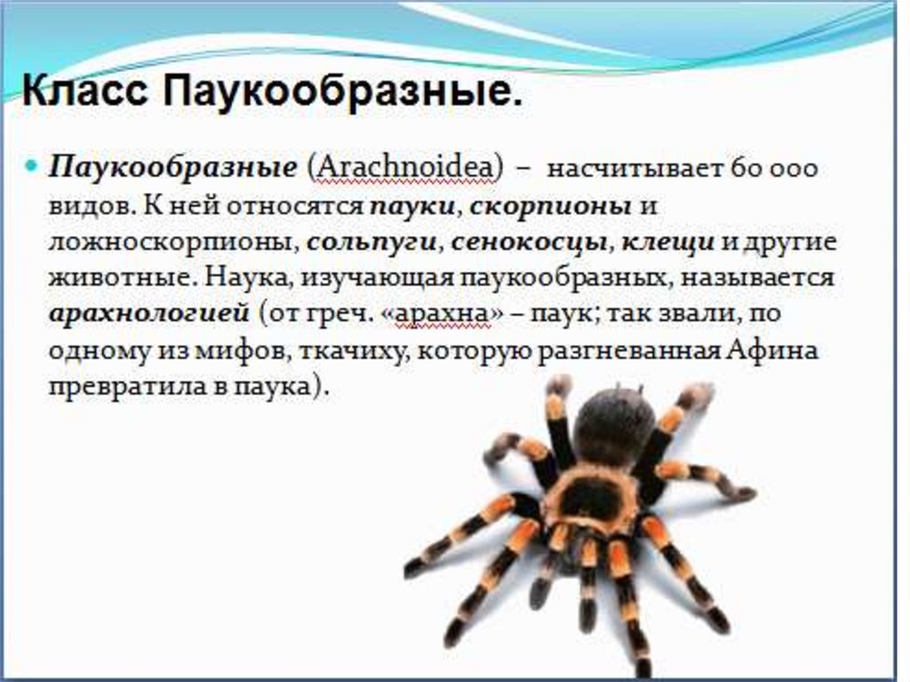 Паук относится к паукообразным. Доклад о пауках 7 класс биология. Характеристика паука биология 7 класс. К какому классу относятся пауки. Доклад по биологии класс паукообразные.