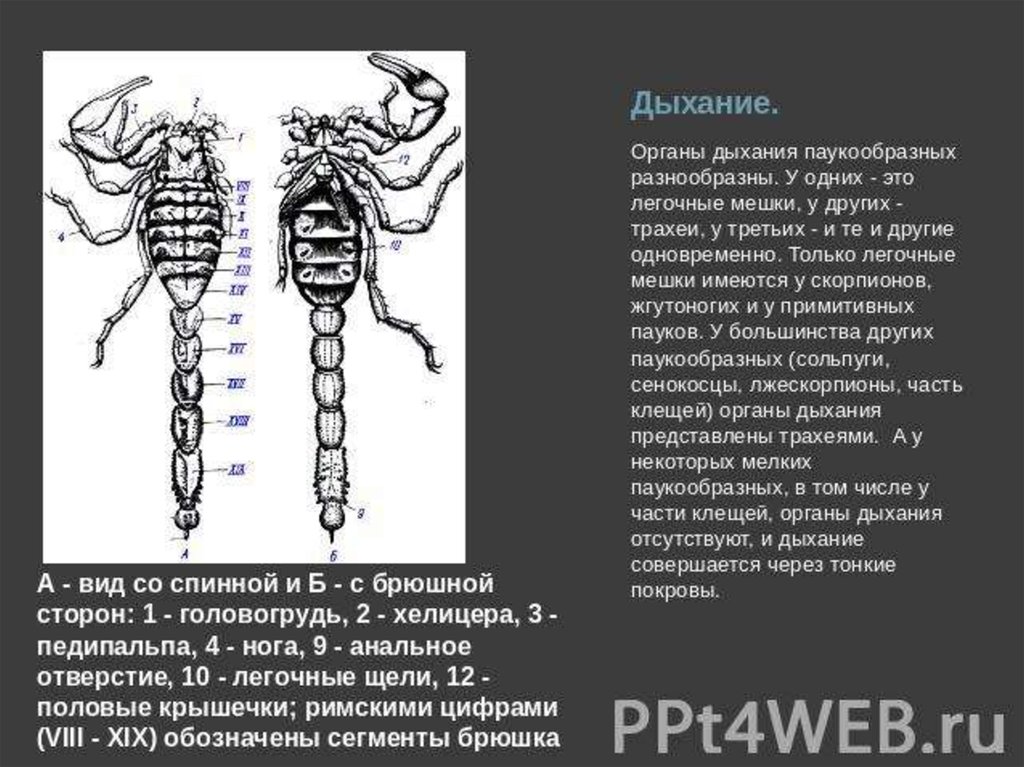 Какую функцию выполняют трахеи у божьей коровки. Дыхательная система скорпиона. Органы дыхания скорпионов. Скорпион строение тела. Скорпион Тип дыхания.