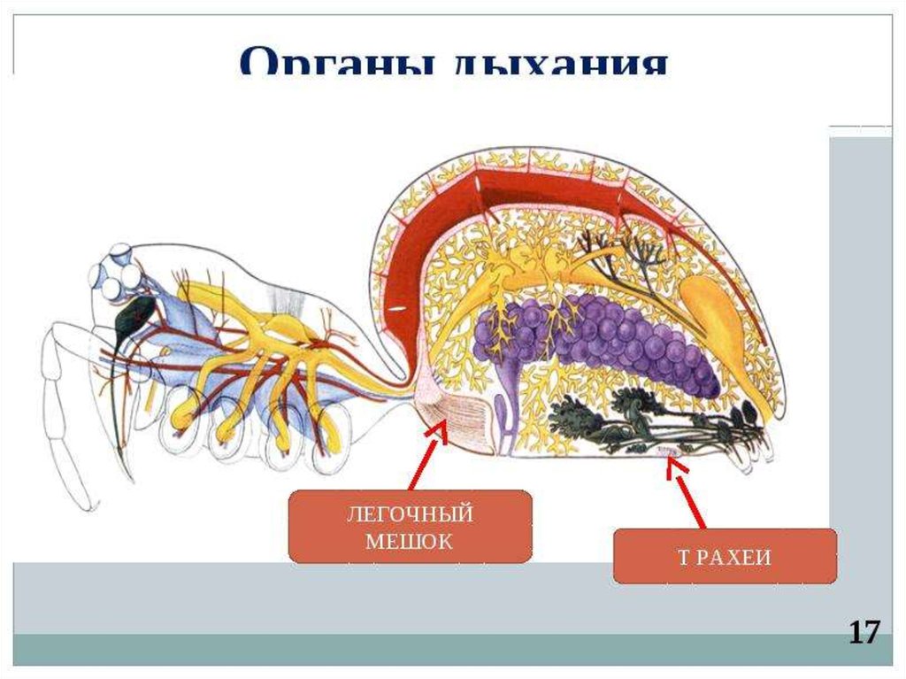 Легочные мешки трахеи. Легочные мешки у пауков. Дыхание пауков. Дыхательная система паукообразных. Органы дыхания пауков.