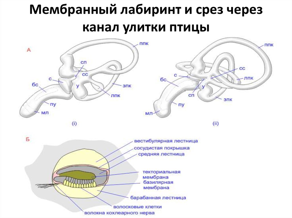 Канал улитка программа