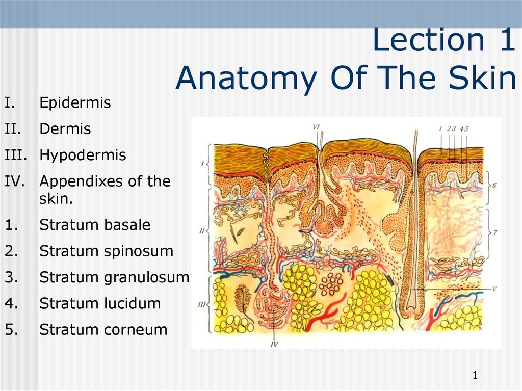 Anatomy Of The Skin. Lecture 1 - online presentation