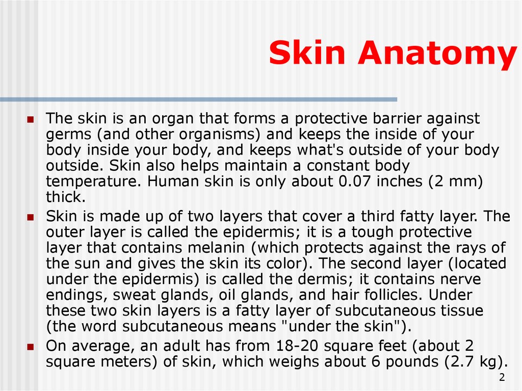 Anatomy Of The Skin. Lecture 1 - презентация онлайн