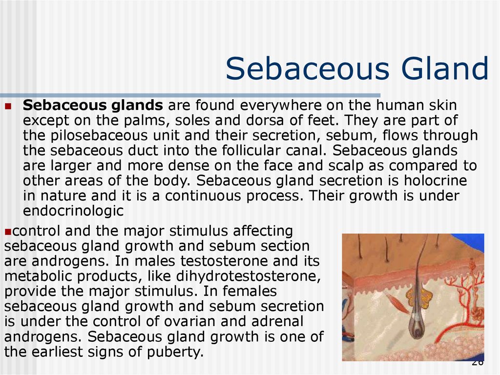 Sebaceous Gland Anatomy vrogue.co