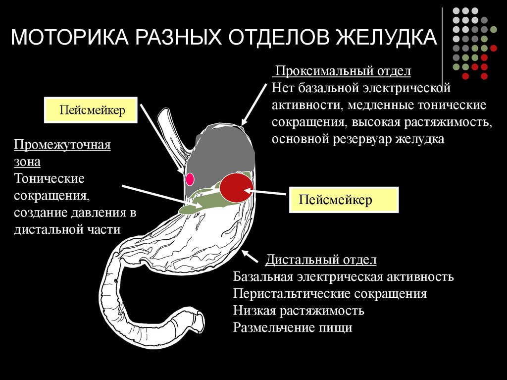 Сосудистый рисунок смазан в желудке