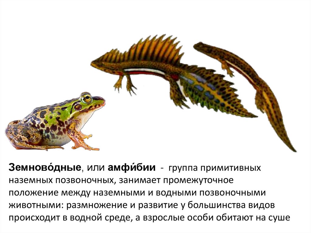 Земноводные презентация пименов