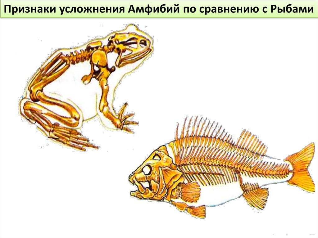 Внешнее строение рыбы и земноводных. Сравнение скелета рыб и амфибий. Скелет земноводных. Строение осевого скелета земноводные. Сходства рыб и земноводных.