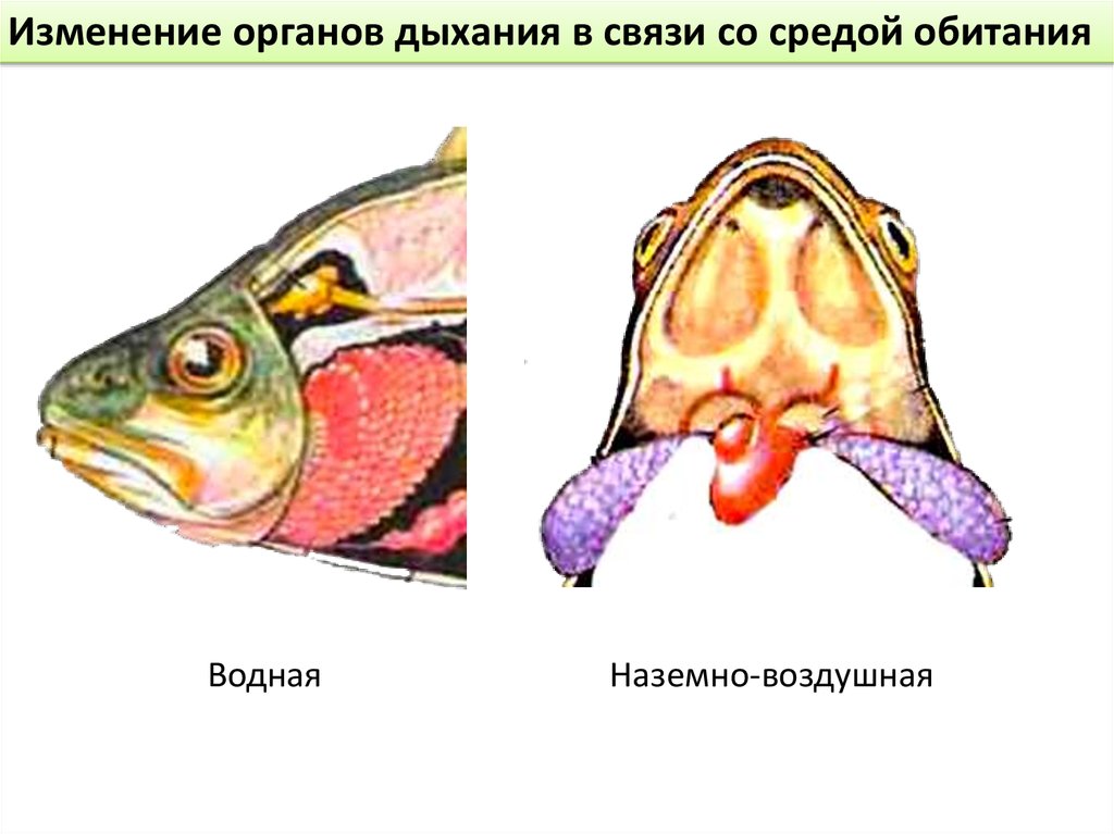 Изменение органов. Органы дыхания наземных животных. Рыбы среда обитания органы дыхания. Среда и органы дыхания животных. Органы дыхания животных в наземно воздушной среде.