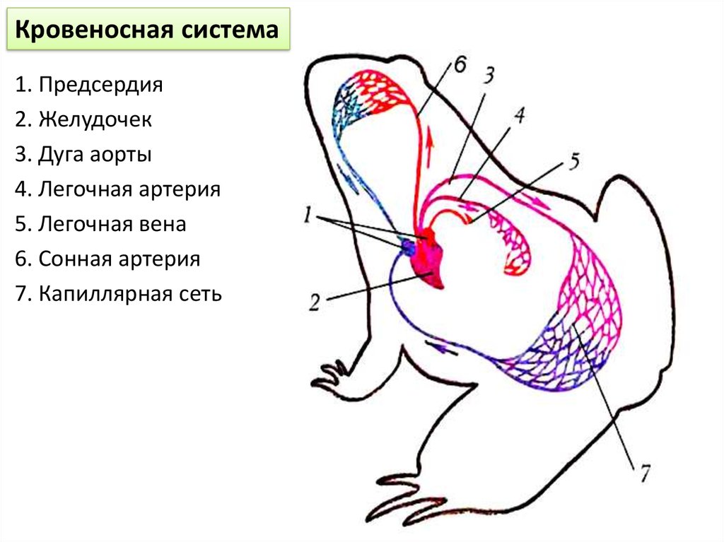 Кровеносная система лягушки рисунок с подписями