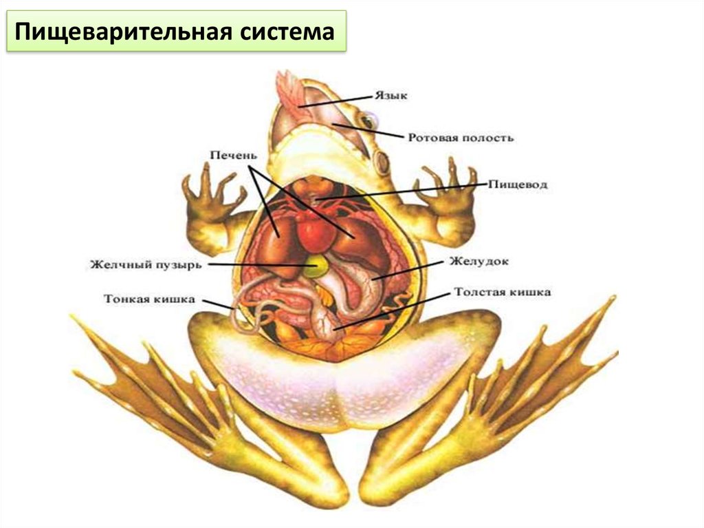 Органы пищеварительной системы земноводных в верной последовательности. Внутреннее строение лягушки схема. Пищеварительная система система лягушки строение. Класс земноводные внутреннее строение лягушки. Пищеварительная система лягушки 7 класс.