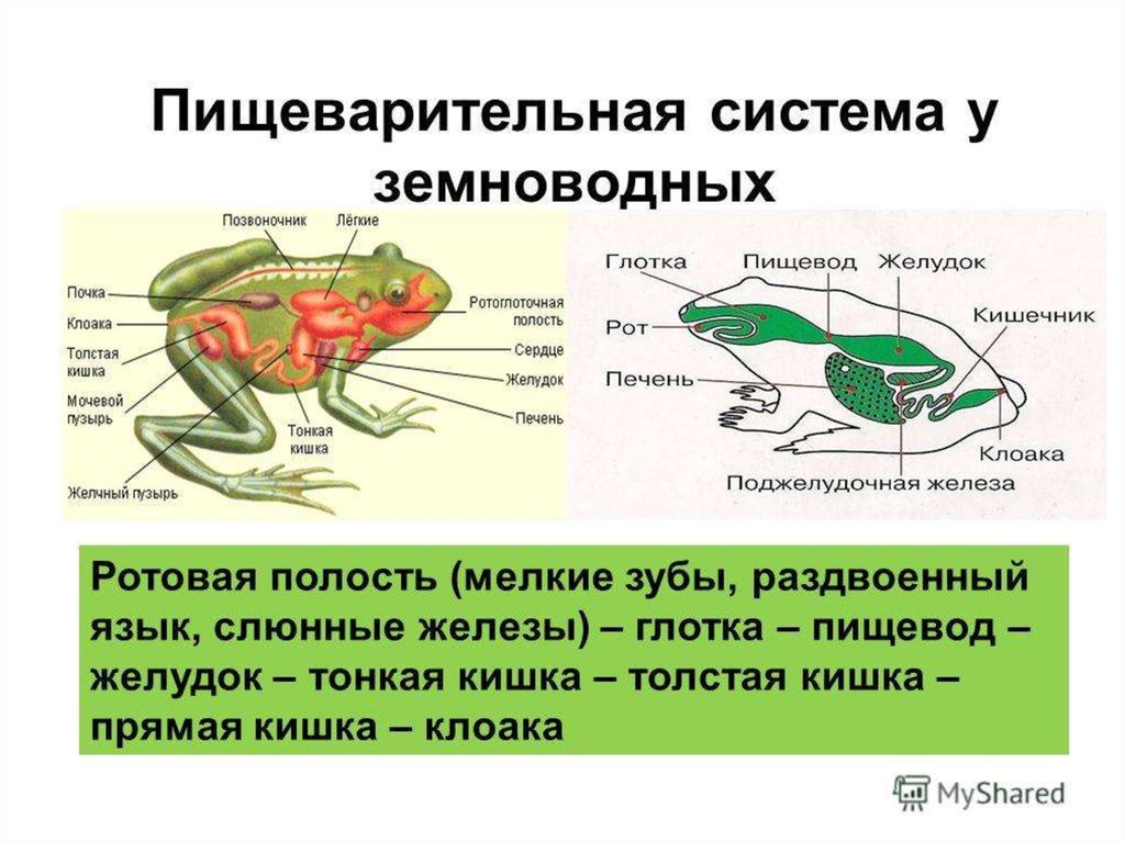 Тест 31 класс земноводные или амфибии. Отделы пищеварительной системы лягушки. Строение пищеварительной системы земноводных. Строение пищевой системы у земноводных. Пищеварительная система земноводных схема.