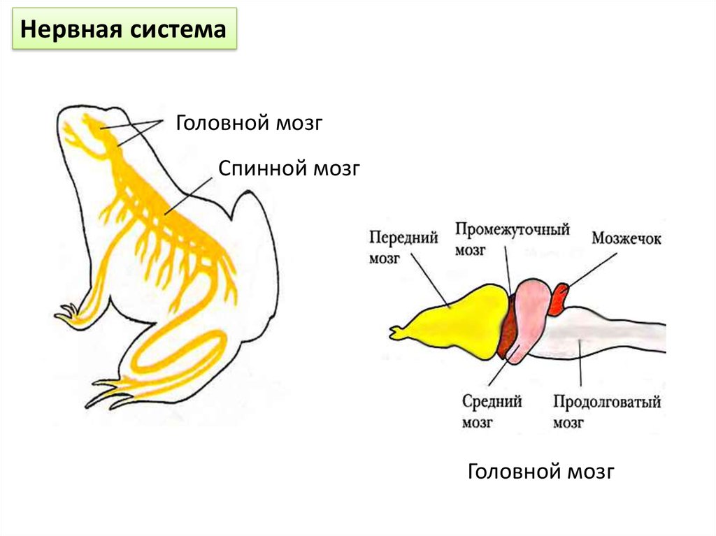 Строение мозга лягушки. Схема нервной системы лягушки. Земноводные нервная система схема. Строение нервной системы земноводных. Схема строения нервной системы земноводных.