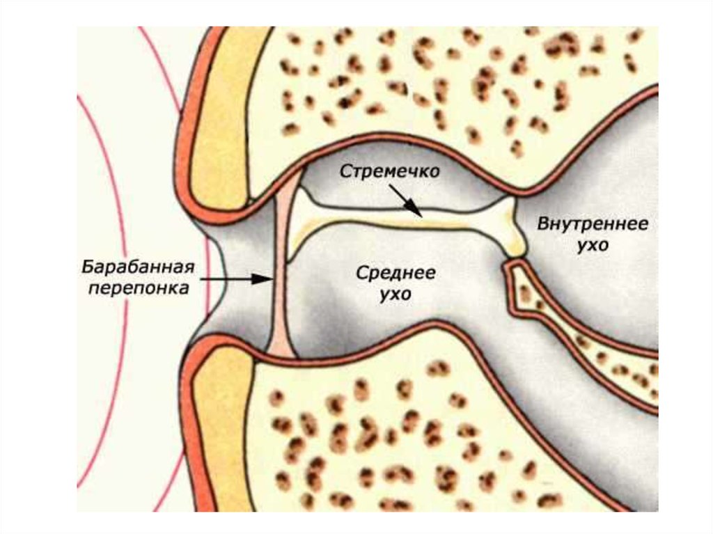 Как называется слуховая косточка амфибий. Строение органа слуха земноводных. Строение уха амфибии. Строение уха земноводных. Ухо амфибий строение.