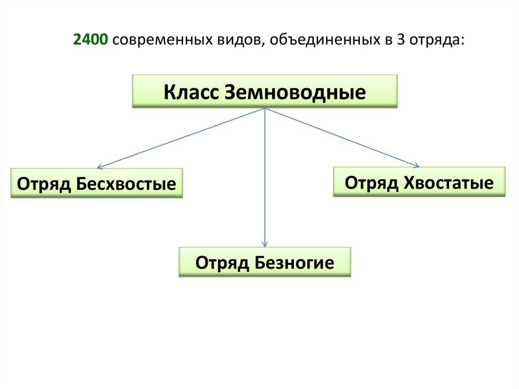 Заполните схему класс земноводные