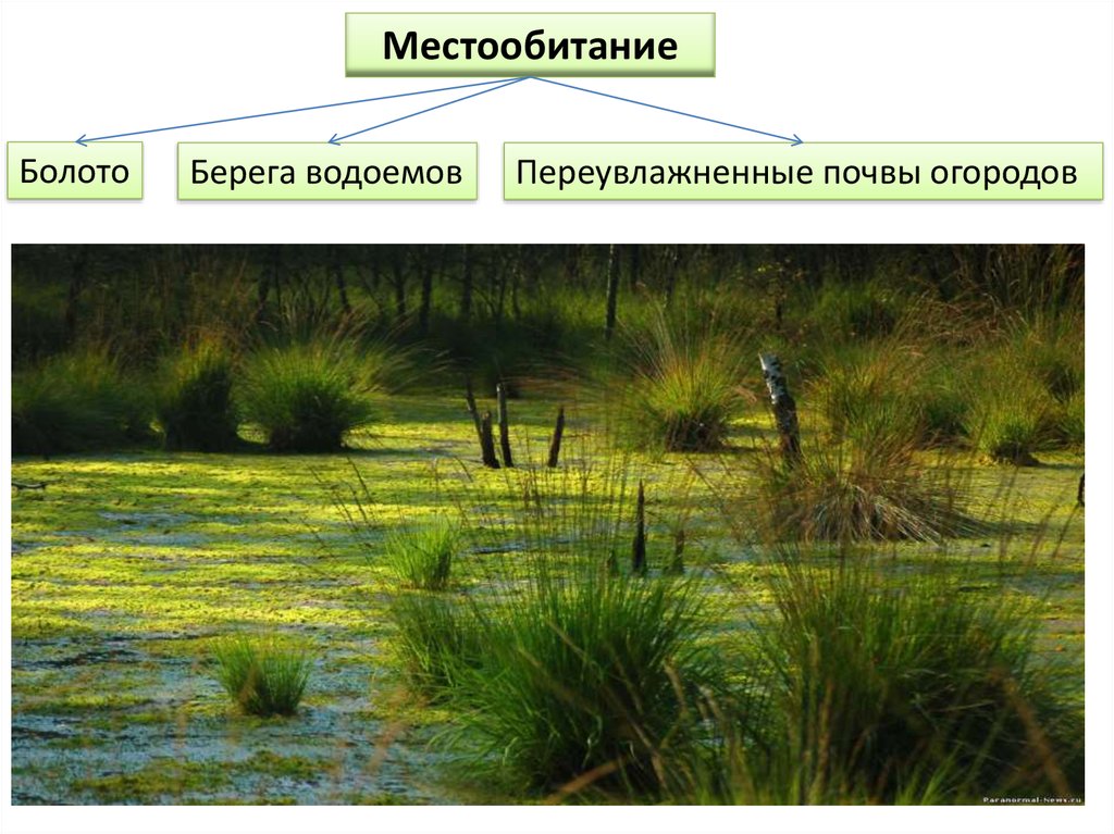 Беречь болото. Место обитания сообщества. Место обитания болот. Местообитание это в экологии. Болото берег.